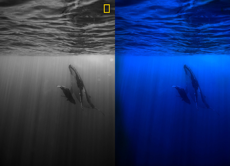 Black and white version versus color version of photo of whale and calf about to break the surface of water for air